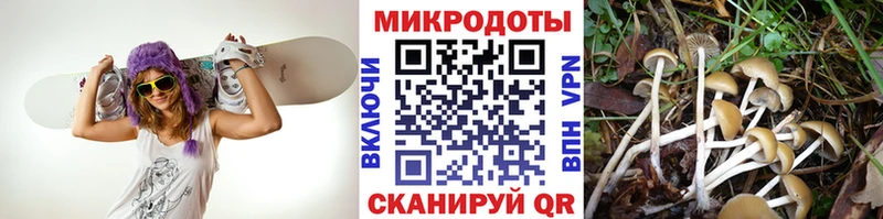 Псилоцибиновые грибы Psilocybine cubensis  Купить где  Челябинск 